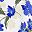 White Blue Floral