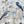 Outdoor Bluebirds