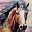 Outdoor Horse