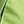 Apple Green