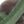 Blackish Green
