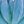 Buddha Hand Blue