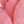 Lotus Deep Pink