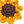 Love Themed Sunflowers