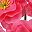 Rose Red