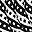 Black White