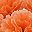 Light Orange