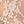 Lace Champagne