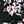 Black Flowers