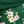 Color Green Floral