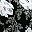 Black Flower