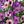 Purple Powder