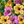 Purplish Yellow