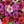 Red Brown Purple Pink