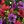 Reddish Purple