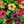 Mixed Color