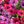 Purple Hot Pink