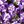 Dark Purple