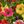 Multicolor