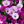 Darkorchid