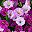 Darkorchid