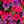 Hot Pink Purple