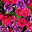 Hot Pink Purple
