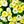 Yellow And White