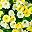Yellow And White