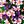 Pink Purple
