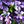 Purple Orchid