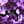 Purple Orchid
