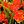 Orange Daffodil