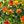 Orange Eucalyptus