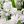 White Daffodil