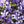 Deep Purple