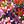 Purple Red Pink