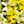 White Yellow