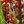 Red Flowers
