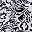 White Etchy Floral