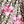 Flower Leopard