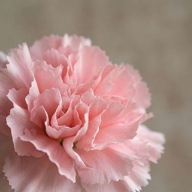 Artificial Carnation Flowers with Stems, Silk Carnations with Detachable Heads for DIY 5.9"H