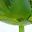 Aloe Green