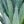 Sword Grass Gray Green