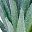 Sword Grass Gray Green