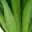Sword Grass Green