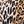 Black Leopard