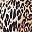 Black Leopard
