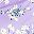 Purple White