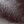 Chocolate Plum